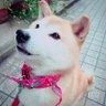 miwa's profile picture