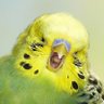 Фото профиля AJBudgie