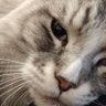 Profilbild von ASL