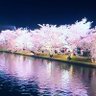 桜歌 的头像