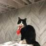 Scondra profil fotoğrafı
