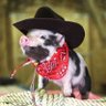 Bacon Life profil fotoğrafı