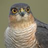 Фото профиля Sparrowhawk