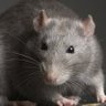 Blade's profile picture
