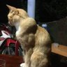 Aged Bronze Kitty's profile picture
