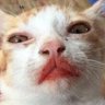 Profilbild von Blowfish