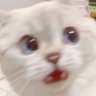 情怀 的头像