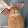The Anarchist Rabbit (Grumpy Bun) profil fotoğrafı