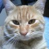 Profilbild von 茶色猫
