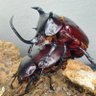 カンタロウ 的头像