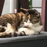 ねこちゃん 的头像