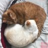 Profilbild von Solo gatos