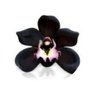 Profilbild von BlackOrchid