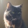 Котовласник ✙ profil fotoğrafı