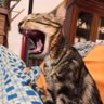 Eligre🧡4🧡's profile picture