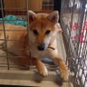 くろらぶฅ▽・ᴥ・▽ฅ profil fotoğrafı