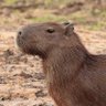 何度でも蘇るカピバラ's profile picture