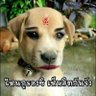 Tz2Ple 的头像