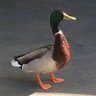 どっかのサブ profil fotoğrafı