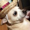 Profilbild von twinkie star