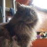 si paling miko😍😍's profile picture