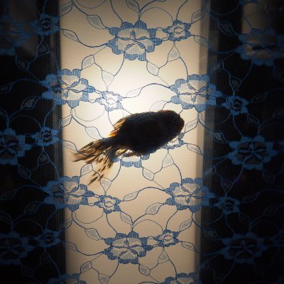amatou_uotama's profile picture
