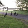 Фото профиля Avian Soul (aka The Dusty Old Buzzard)