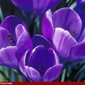 Tulips ็ๅคดๅ
