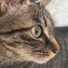 TARA profil fotoğrafı