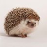 Paddy Hedgehog 🇦🇺 🇵🇸 🇺🇦 🇮🇪 的头像