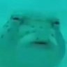 blob fish profil fotoğrafı