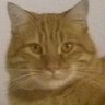 Fiorentino François😼💙🤍💗's profile picture