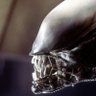 cerebral_xeno's profile picture