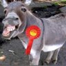 Alfie101's profile picture
