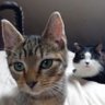 John CatSank profil fotoğrafı