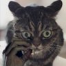 Бий русню - рятуй планету🇺🇦's profile picture
