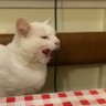 Lauramiauuu's profile picture