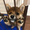 おまめ profil fotoğrafı