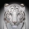 虎丸 profil fotoğrafı