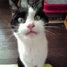 すずな's profile picture