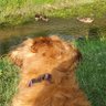 Chicago_Dogmom🇺🇸 profil fotoğrafı