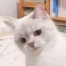 Profilbild von ` ซัมเบนิมเองค้าบ 🤏🏼