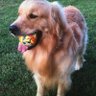 MaxGold's profile picture