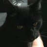 Ace's profile picture