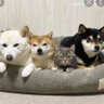 吾輩は犬である profil fotoğrafı