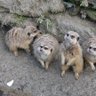 みーあきゃっと 的头像