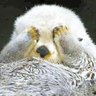 Profilbild von レーヴェ