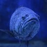 le_mérou's profile picture