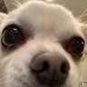 チワワ丸's profile picture
