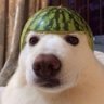 TwitTQ 的头像